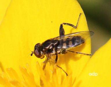 Chalcosyrphus nemorum, hoverfly, female, Alan Prowse